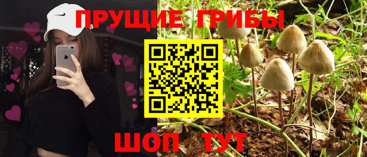 Псилоцибиновые грибы мицелий Новокузнецк