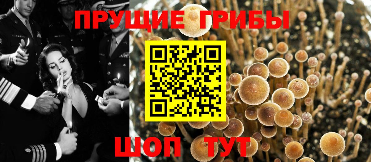 Новокузнецк  Галлюциногенные грибы Psilocybine cubensis  Вход с VPN 